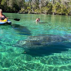 Silver Glen Springs Manatees