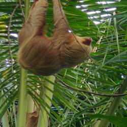 Endlich ein Zweifinger-Faultier entdeckt 😍