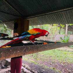 Macao im ARCAS - den Tieren geht es sehr gut hier