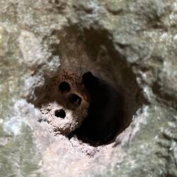 Mud wasp nest or mini monkey?