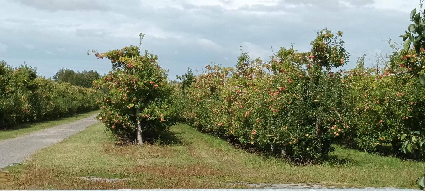 Apple trees