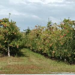 Apple trees