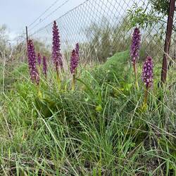 Wild orchids
