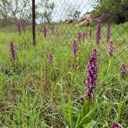 More wild orchids