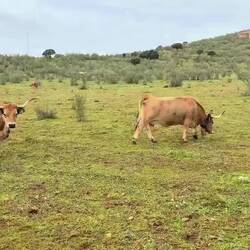 Cows grazing at halfway point