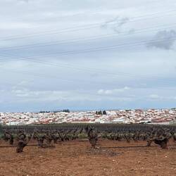 Vineyards near Villafranca de los Barros