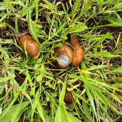 Slug mating season
