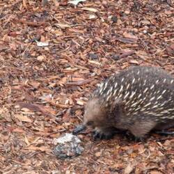 Un echidnas
