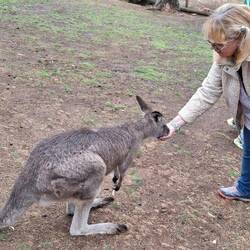 Visite du sanctuaire de Bonorong