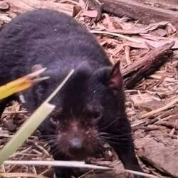 Le légendaire diable de Tasmanie