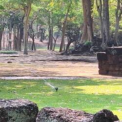 The Khmer were early adopters of sprinkler irrigation