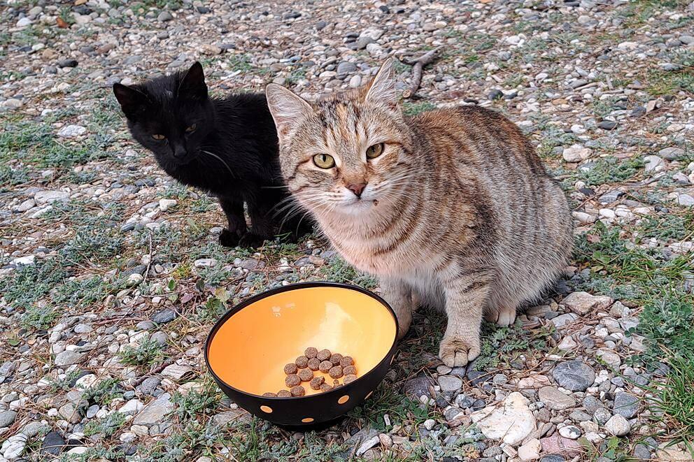 "Unsere" Katzen