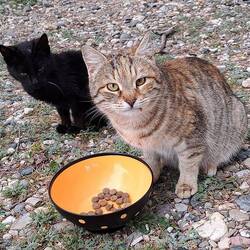 "Unsere" Katzen