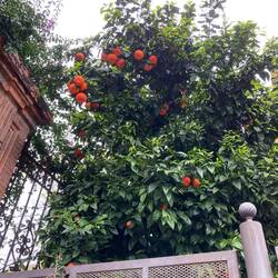 Oranges plus blossom, smells divine