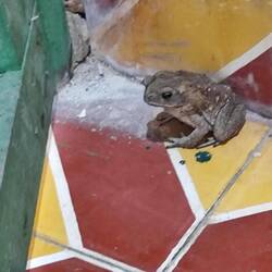 Tierischer Besucher im Badezimmer.