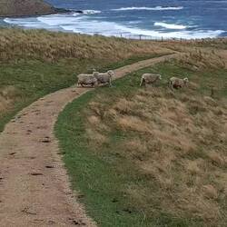 No idea what spooked/inspired them to cross in front of us, but they all felt the need.
