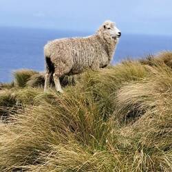 Can never see too many woolies.