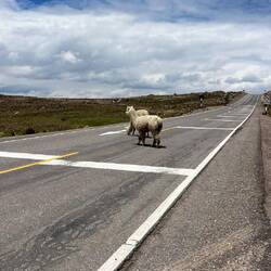 Lama on the road 🚏