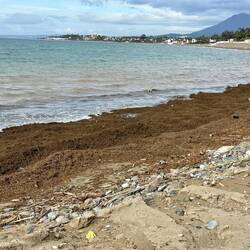 Invasive algae brought in by the recent storms