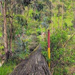 Brücke über den Fluss = Baumstamm