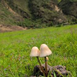 Pilze im Pferdeapfel 😂