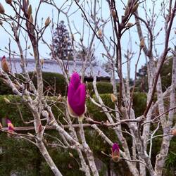 Budding magnolia tree