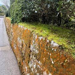 Great mossy stone wall at Chiran gardens