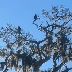 The two Bald Eagles that live in this area.