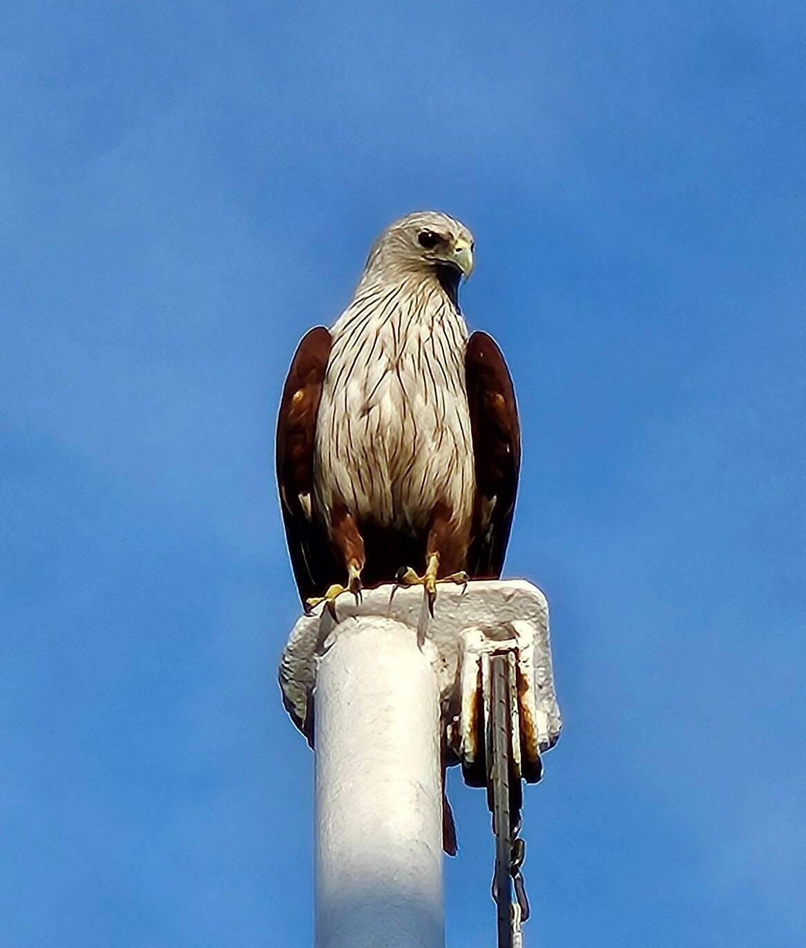 A Brahminy Kite that perched on the flagpole at the back of the Terrace Cafe during breakfast.