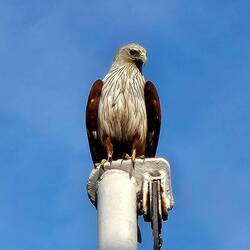 A Brahminy Kite that perched on the flagpole at the back of the Terrace Cafe during breakfast.