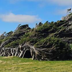 The trees are uniquely shaped here due to the relentless winds.
