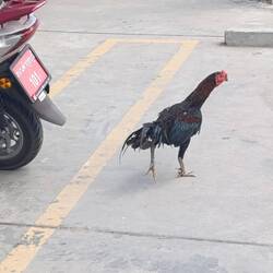 Am 7/11 bekommt man alles, sogar frisches Hühnchen 🤣