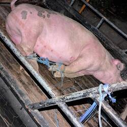 Das gehört auch zur Realität. So wird hier leider mit Tieren jeglicher Art umgegangen...