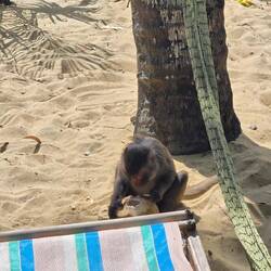 Yes there were monkeys.