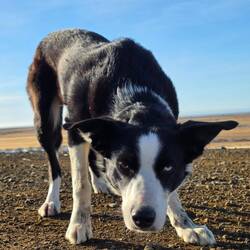 Streicheln lassen wollte er sich aber nicht 🥹