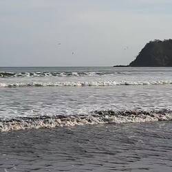 Pelikane bim fische/jagä zue luege