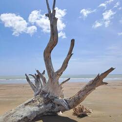 Schwemmholz xet o immer guet us