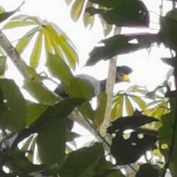 Hier sehe ich schon das zweite Mal eine Gruppe von diesen großen Vögeln