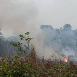 Traurig, wenn man sieht wie viel Wald hier mit Brand gerodet wird