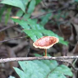 Ein interessanter Pilz wächst auf einem Ast