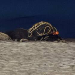 Riesenschildkröte bei Nacht