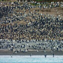 Another view of the main colony ... from the ship — St Andrews Bay, SGI.