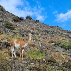 Guanaco