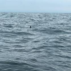 Wave from fur seal