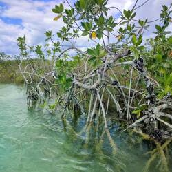 Mangroven im Reserva de la Biósfera Sian Ka'an