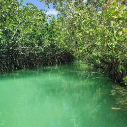 Mangroven im Reserva de la Biósfera Sian Ka'an