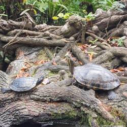 Schildkröten in der Gran Cenote