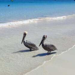 Pelikane am Playa Pescadores