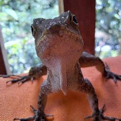 Little visitor on the table.