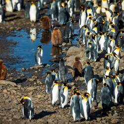 Most of the chicks have molted, but there are still some in their brown baby coats — St Andrews Bay.